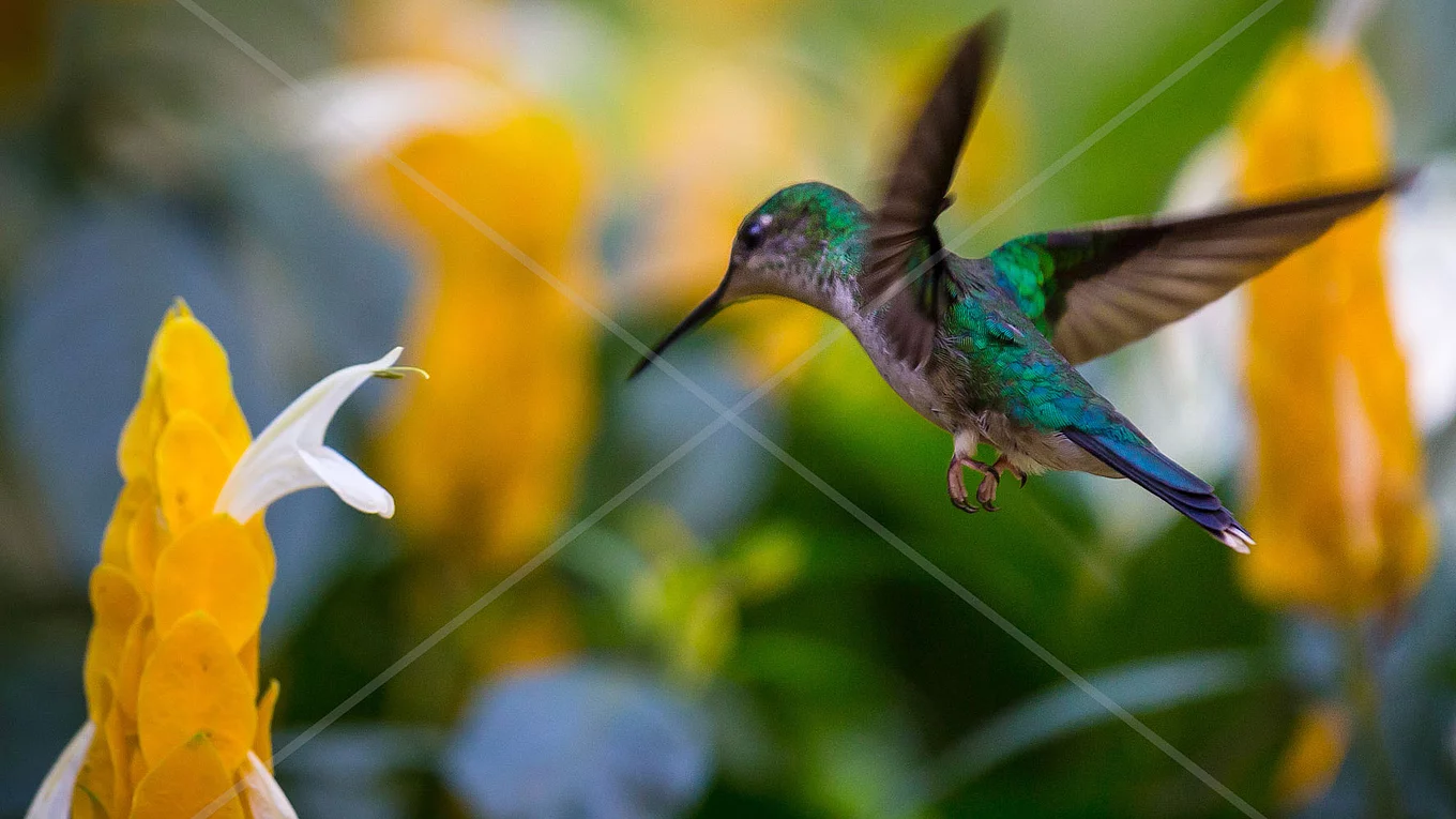 Vogel und gelbe Blüte